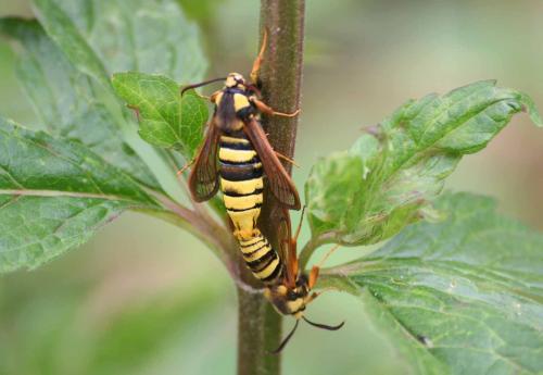 Sesia apiformis