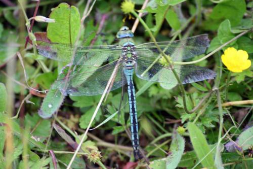 Anax imperator