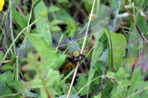 Anax imperator