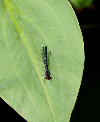 Erythromma najas