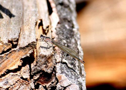 Ischnura elegans