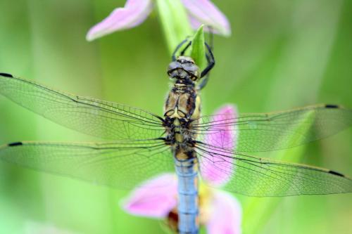 Orthetrum cancellatum