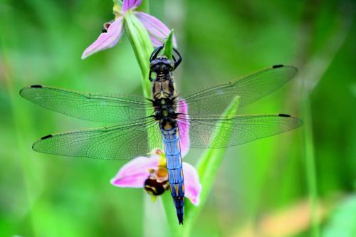 Orthetrum cancellatum