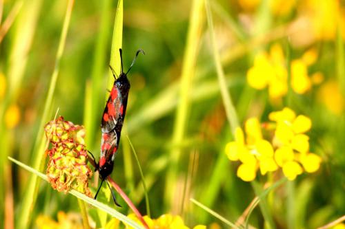 Zygaena trifolii