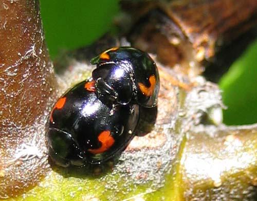 Réf. 19 463 : Exochomus quadripustulatus