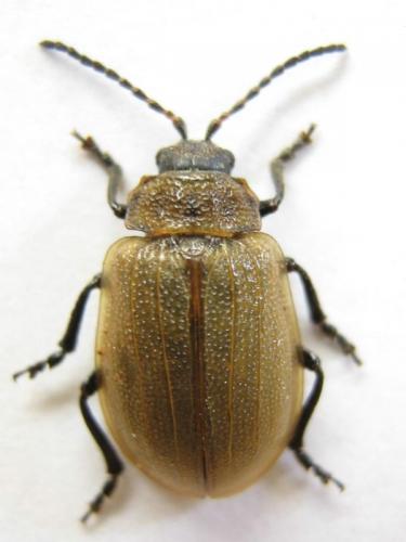 Galeruca sp.