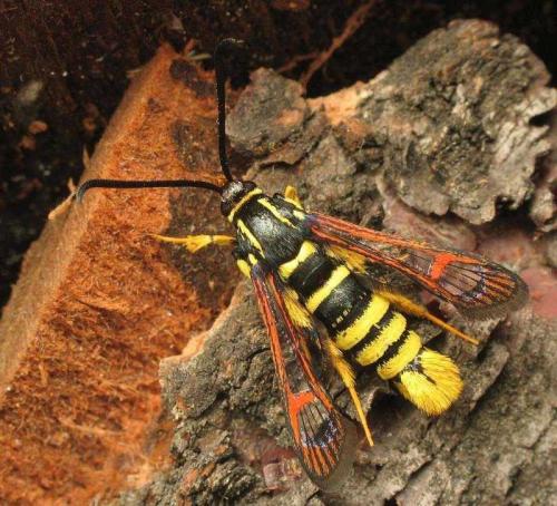 Réf. 19 806 : Synanthedon vespiformis