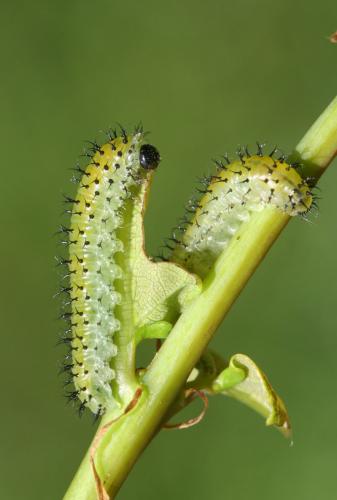 Réf. 19 847 : Periclista lineolata