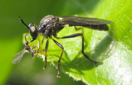 Dioctria hyalipennis