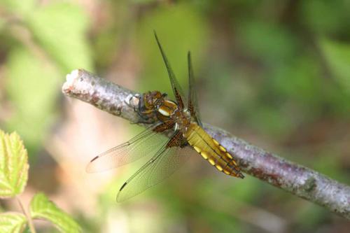 Réf. 19 050 : Libellula depressa