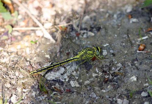 Gomphus pulchellus