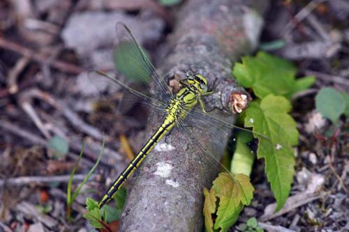 Gomphus pulchellus