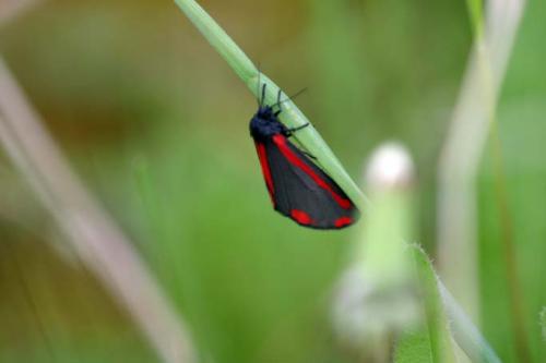 Tyria jacobaeae