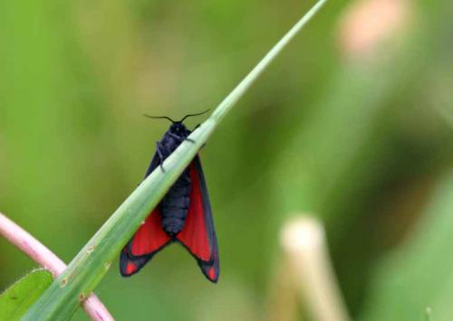 Tyria jacobaeae