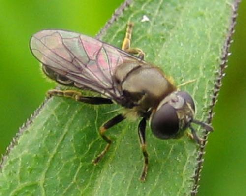 Pipizella sp.