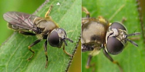 Pipizella sp.