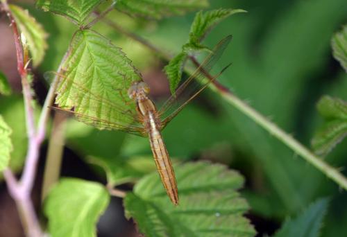 Réf. 19 213 : Crocothemis erythraea