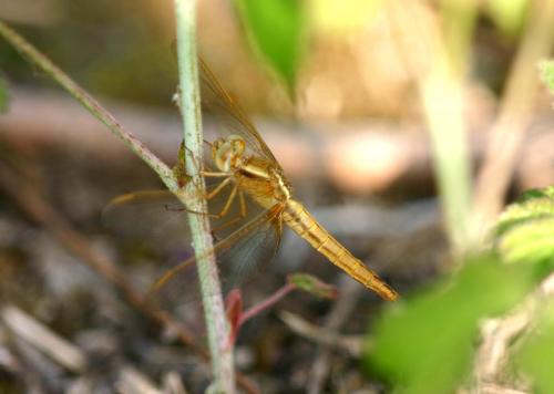 Réf. 19 214 : Crocothemis erythraea