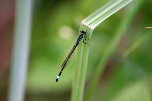 Ischnura elegans