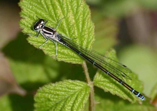Coenagrion sp.