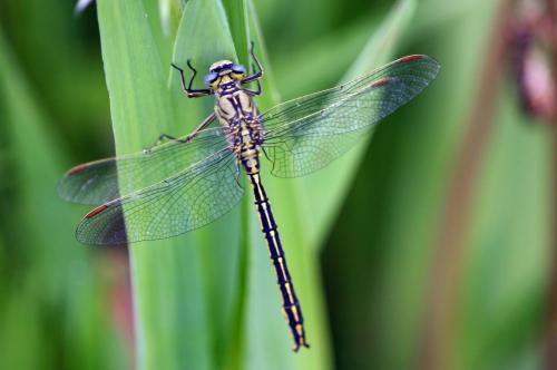 Gomphus pulchellus