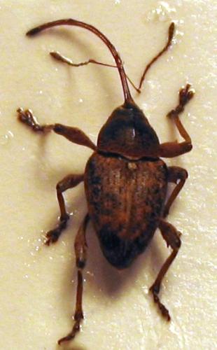 Réf. 19 060 : Curculio glandium