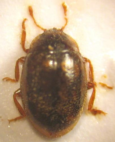 Réf. 19 153 : Rhyzobius chrysomeloides