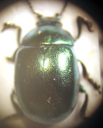 Chrysolina sp.