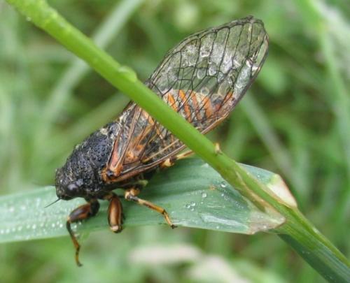 Réf. 19 652 : Cicadetta sp.