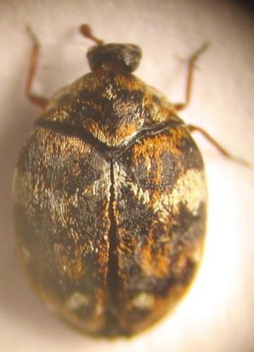 Réf. 19 273 : Anthrenus sp.