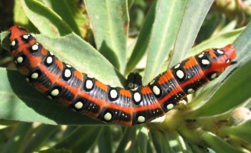 Hyles euphorbiae