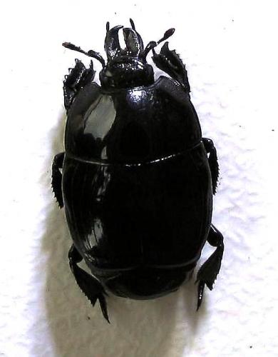 Réf. 19 572 : Merohister ariasi