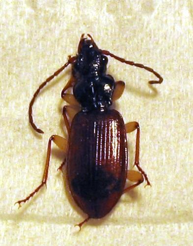Réf. 19 583 : Penetretus rufipennis