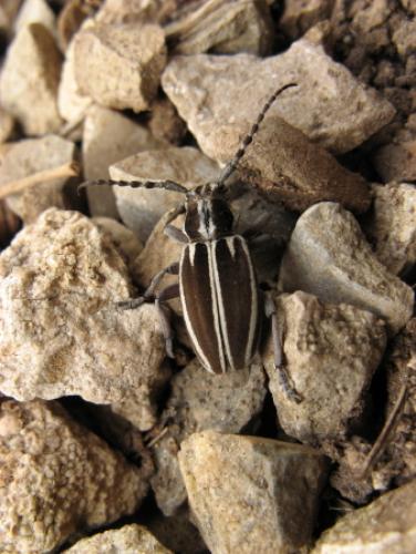 Réf. 19 493 : Iberodorcadion molitor