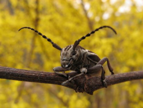 Réf. 19 895 : Iberodorcadion molitor