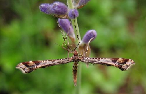 Amblyptilia acanthadactyla