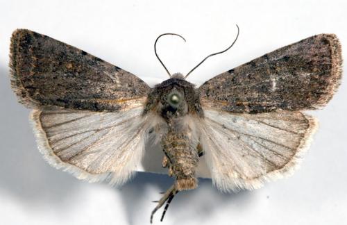 Caradrina sp.