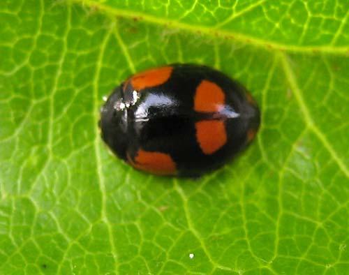 Réf. 19 464 : Adalia bipunctata bipunctata