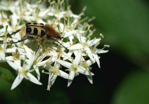 Trichius sp.