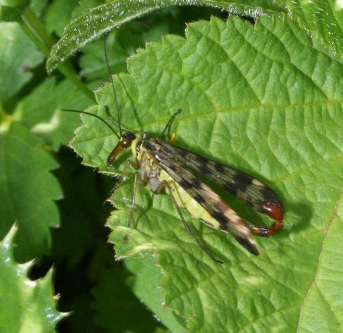 Panorpa vulgaris