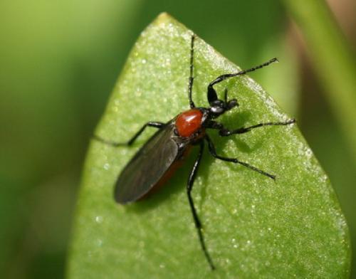 Bibio anglicus