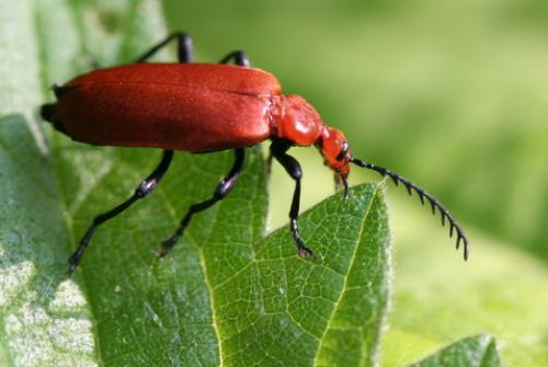 Réf. 19 368 : Pyrochroa serraticornis