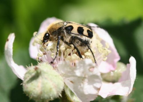 Trichius sp.