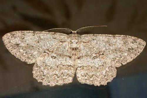 Réf. 19 642 : Hypomecis punctinalis