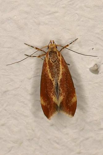 Metalampra sp.