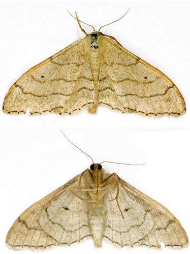 Réf. 19 981 : Idaea aversata
