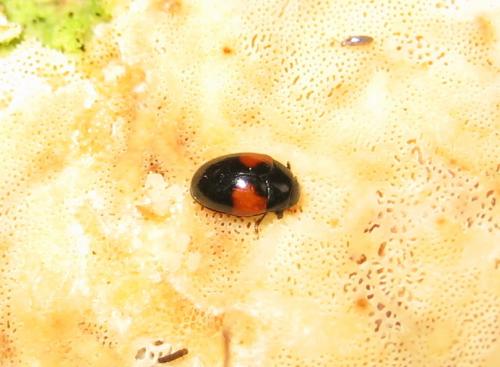 Tritoma bipustulata