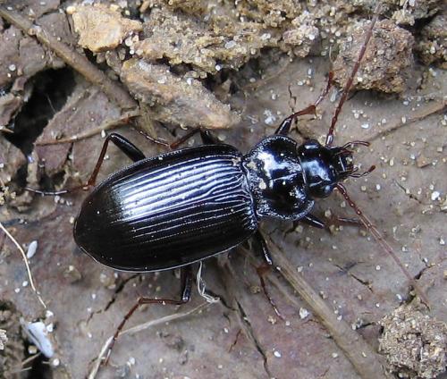 Réf. 19 056 : Nebria sp.