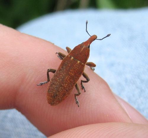 Lixus punctiventris