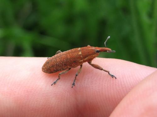 Lixus punctiventris